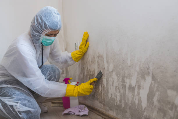 Best Mold Removal for HVAC Installations  in International Falls, MN