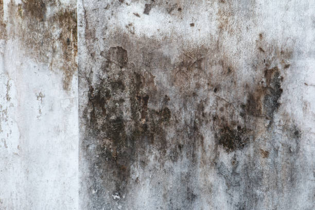 Best Emergency Mold Remediation  in International Falls, MN