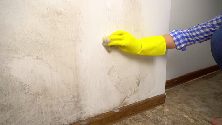 Best Residential Mold Inspection & Testing  in International Falls, MN