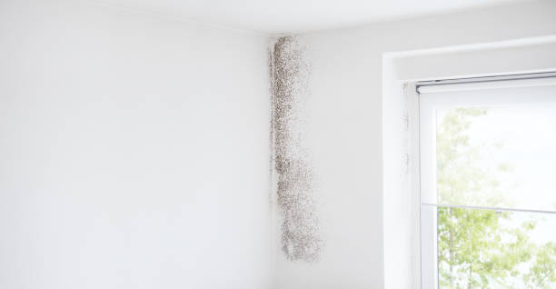 Professional Mold Removal in International Falls, MN