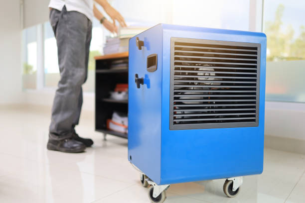 Best Mold Odor Removal Services  in International Falls, MN