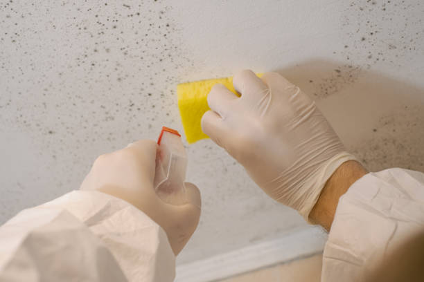 Best Mold Damage Restoration  in International Falls, MN
