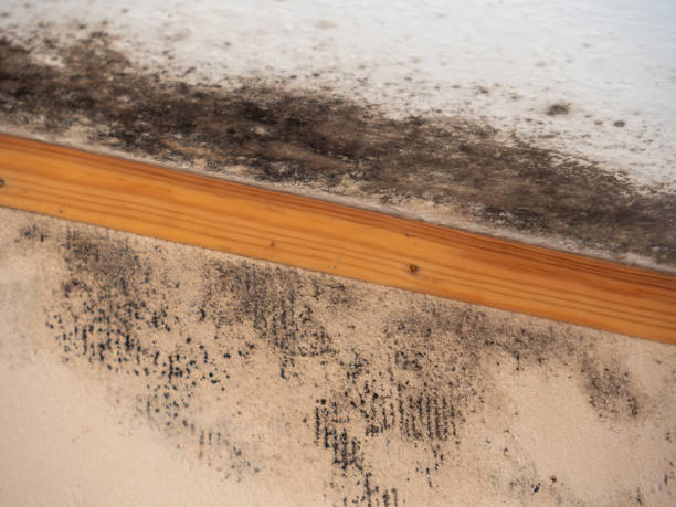 Best Indoor Air Quality Assessment  in International Falls, MN