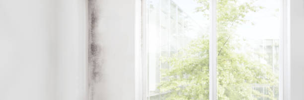 Best Attic Mold Removal  in International Falls, MN