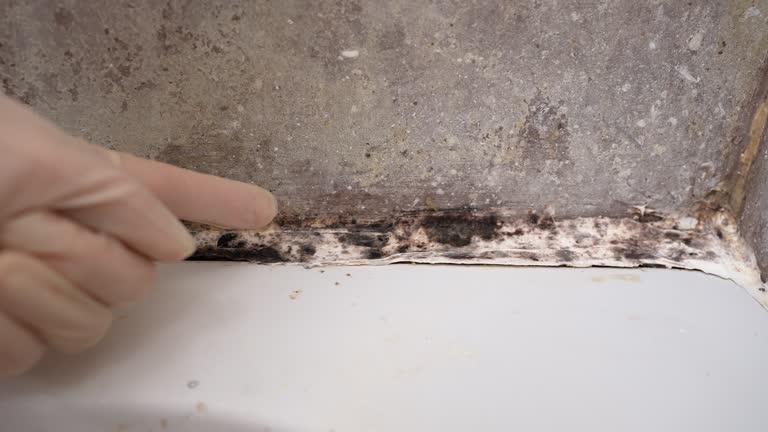  International Falls, MN Mold Removal Pros